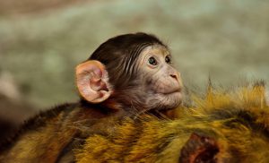脳の進化　類人猿　ヒト　脳の進化　類人猿　ヒト　コミュニケーション